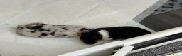Australian Shepherd dogs for sale: Mrs Scanlan - Advert 5