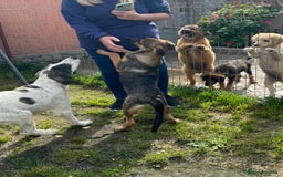 Mixed Breed dogs for adoption: BIBY, a Lovely young girl - for a Loving Home - Advert 14