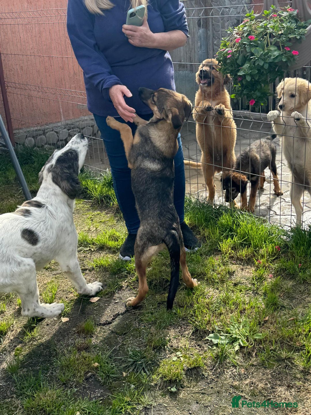Mixed Breed dogs for adoption: BIBY, a Lovely young girl - for a Loving Home - Advert 14
