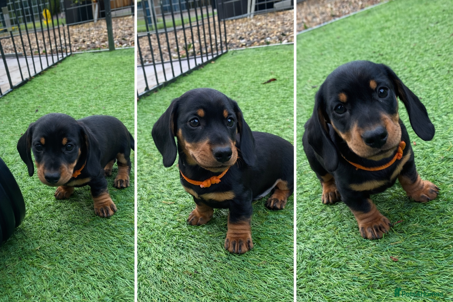 Miniature Dachshund dogs READY NOW Miniature Smooth Dachshund Boy Puppies  - Advert 12