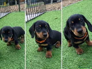 Miniature Dachshund dogs READY NOW Miniature Smooth Dachshund Boy Puppies - Advert 12