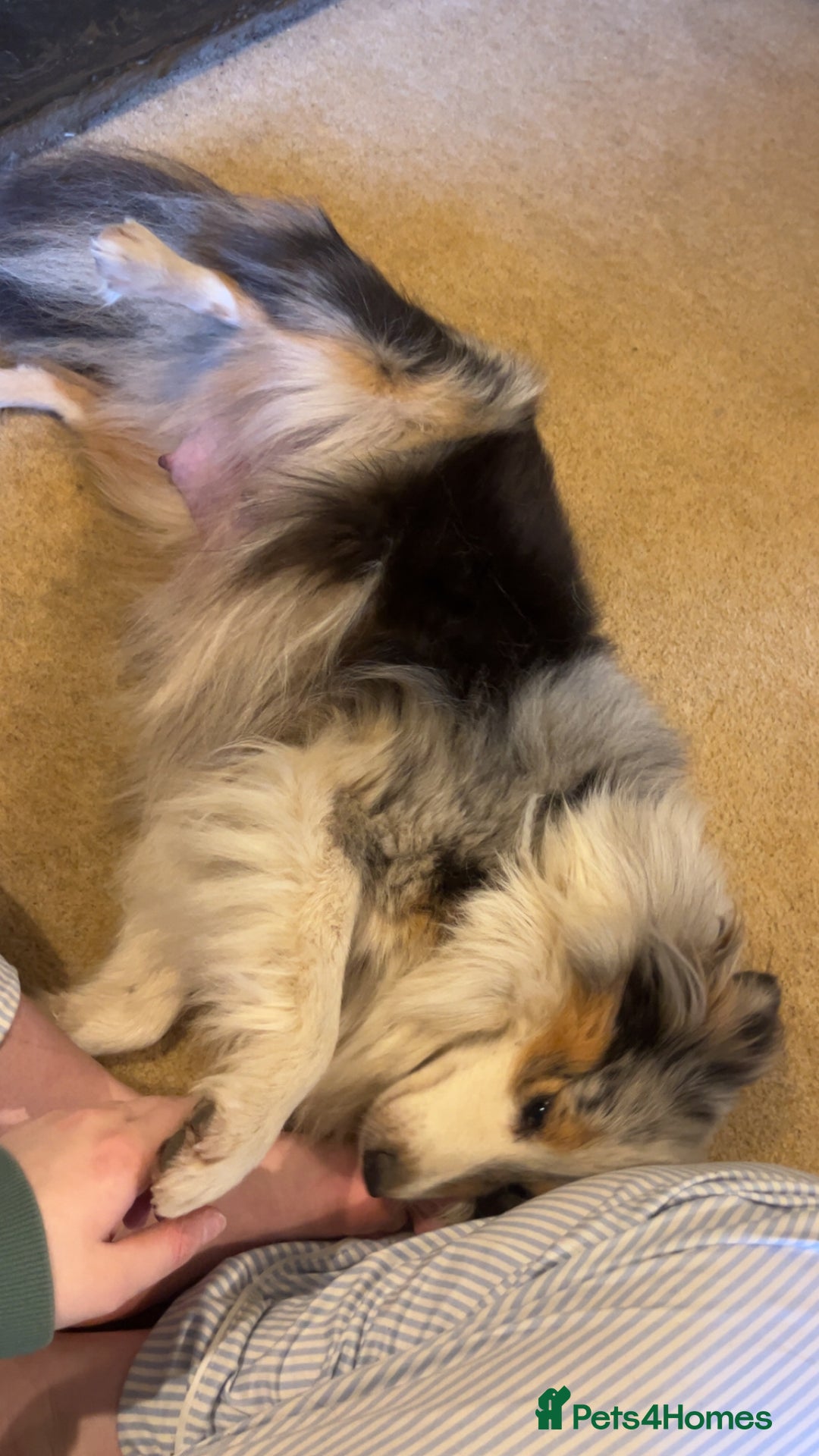 Shetland Sheepdog dogs for sale: Shetland sheepdog puppies  - Advert 2