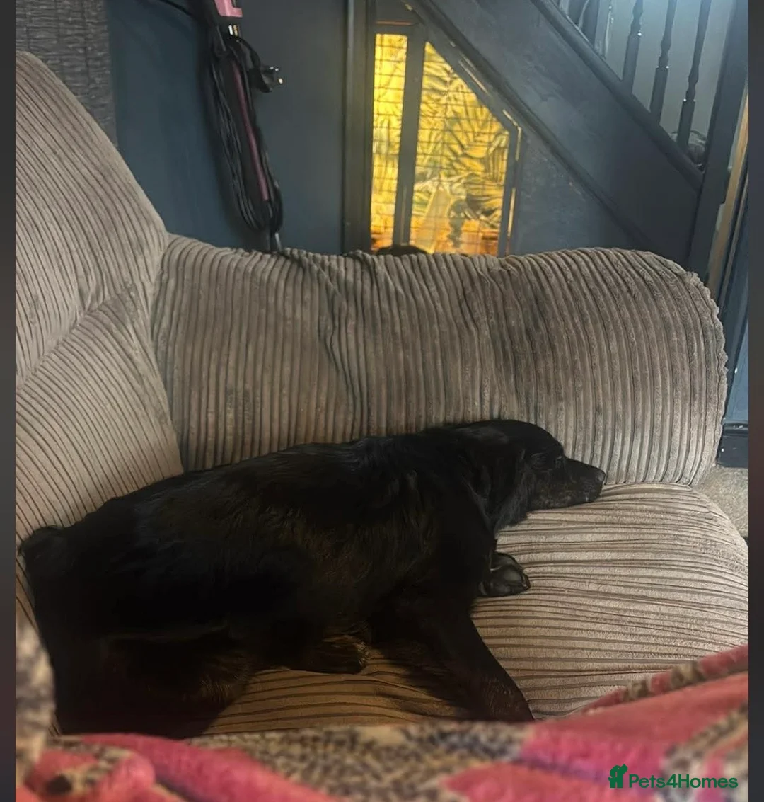 Mixed Breed dogs for sale: Beautiful collie cross cockerpoo  - Advert 4