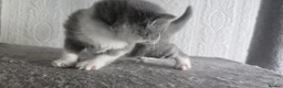 British Shorthair cats for sale: Sweet British little ones - Advert 3
