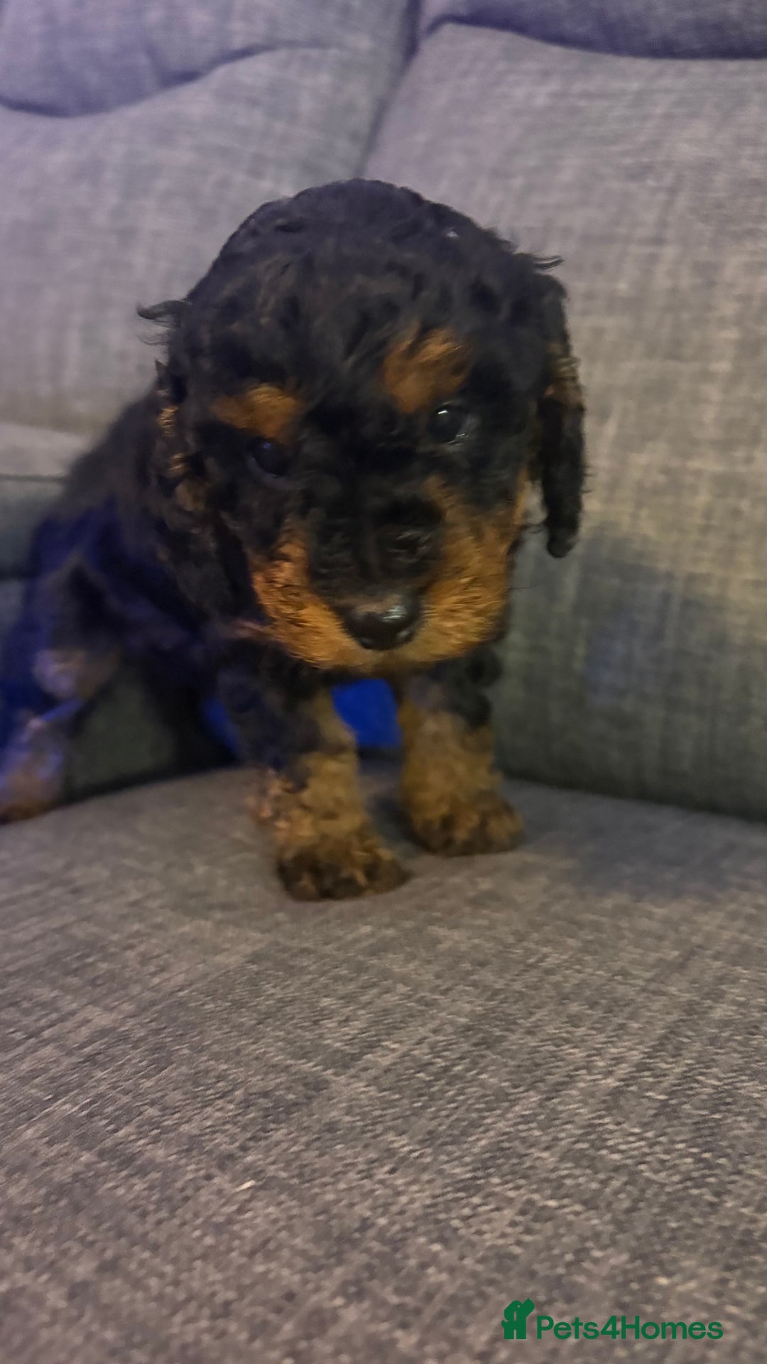 Cockapoo dogs for sale: F1b cockapoos  - Advert 10