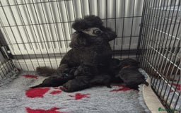 Mixed Breed dogs for sale: Stunning miniature poodle puppies  - Image 1