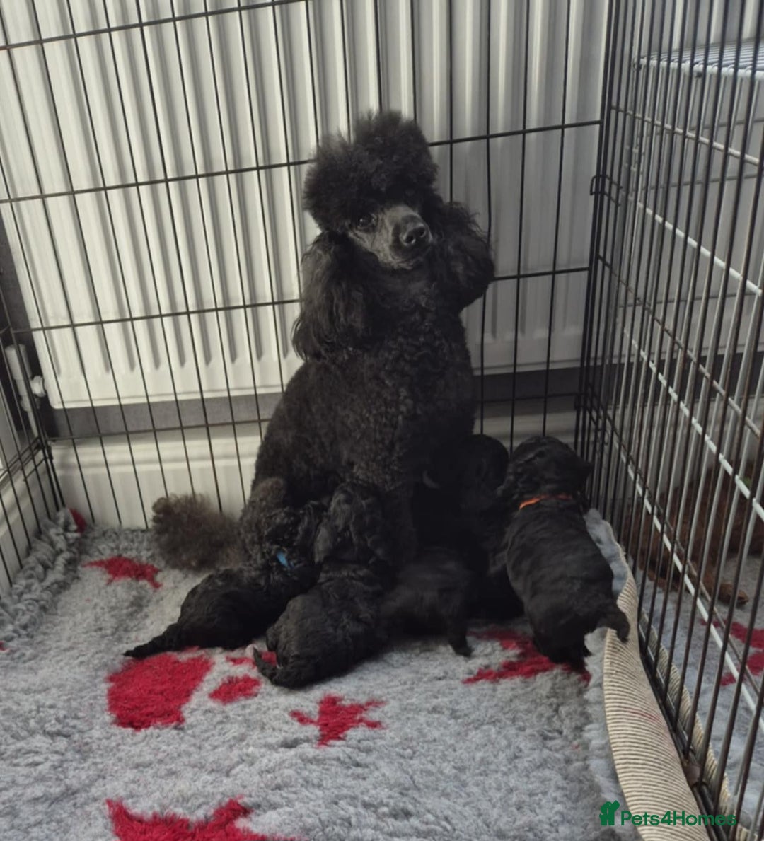 Mixed Breed dogs for sale: Stunning miniature poodle puppies  - Image 1