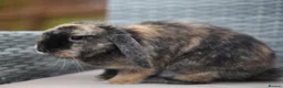 Mini Lion Lop rabbits for sale: Mini lion lops  - Advert 2