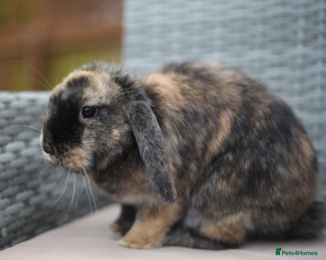 Mini Lion Lop rabbits for sale: Mini lion lops  - Advert 2