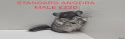 Chinchilla rodents for sale: STUNNING BABIES CHINCHILLA MIX COLOURS AND GENDER  - Advert 10