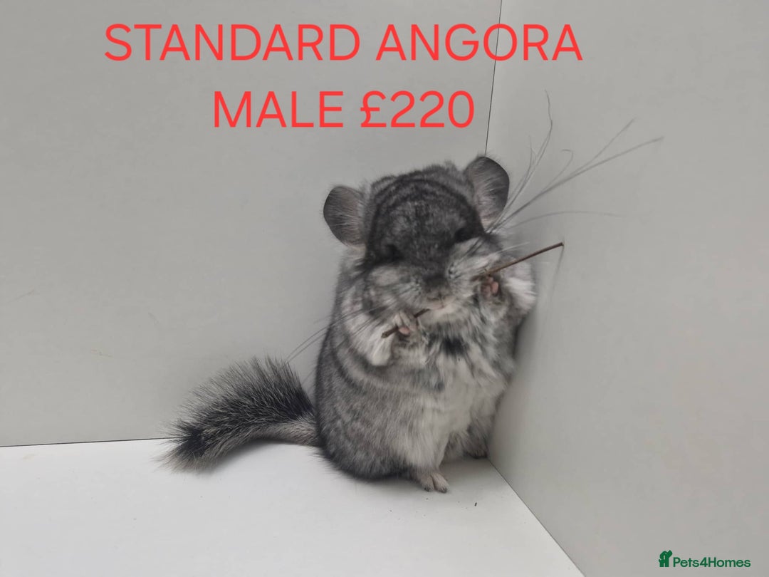 Chinchilla rodents for sale: STUNNING BABIES CHINCHILLA MIX COLOURS AND GENDER  - Advert 10