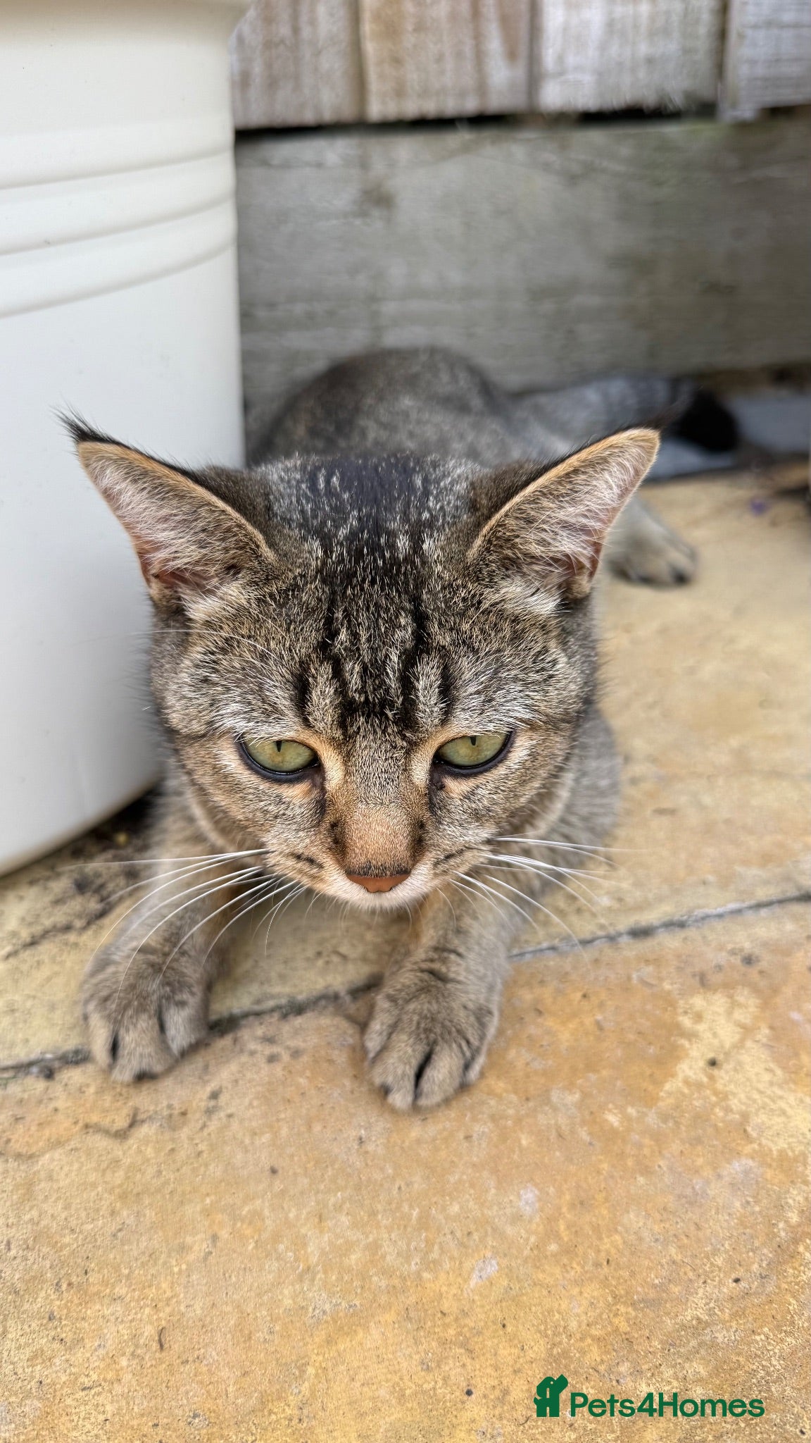Mixed Breed cats 🐱 Mum Cat & 4 Kittens Looking for Loving Homes 🏡 - Advert 16