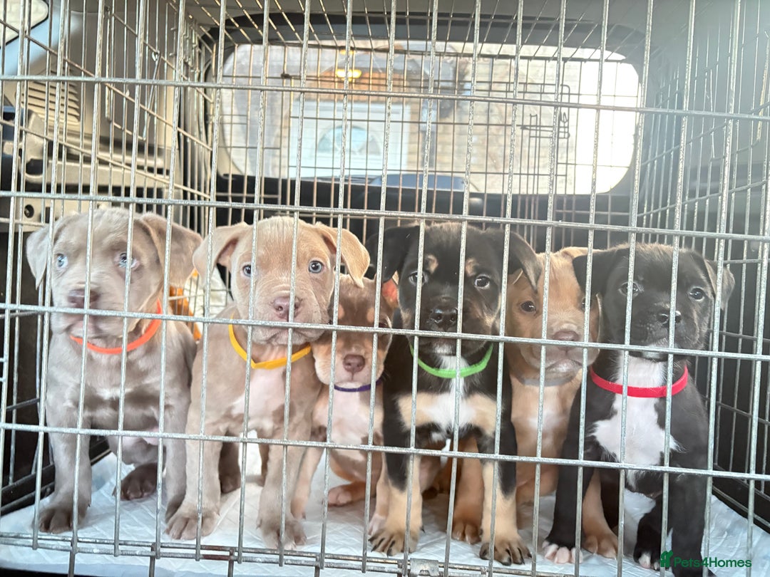 Mixed Breed dogs for sale: CaneCorso X Bully puppy’s  - Advert 1