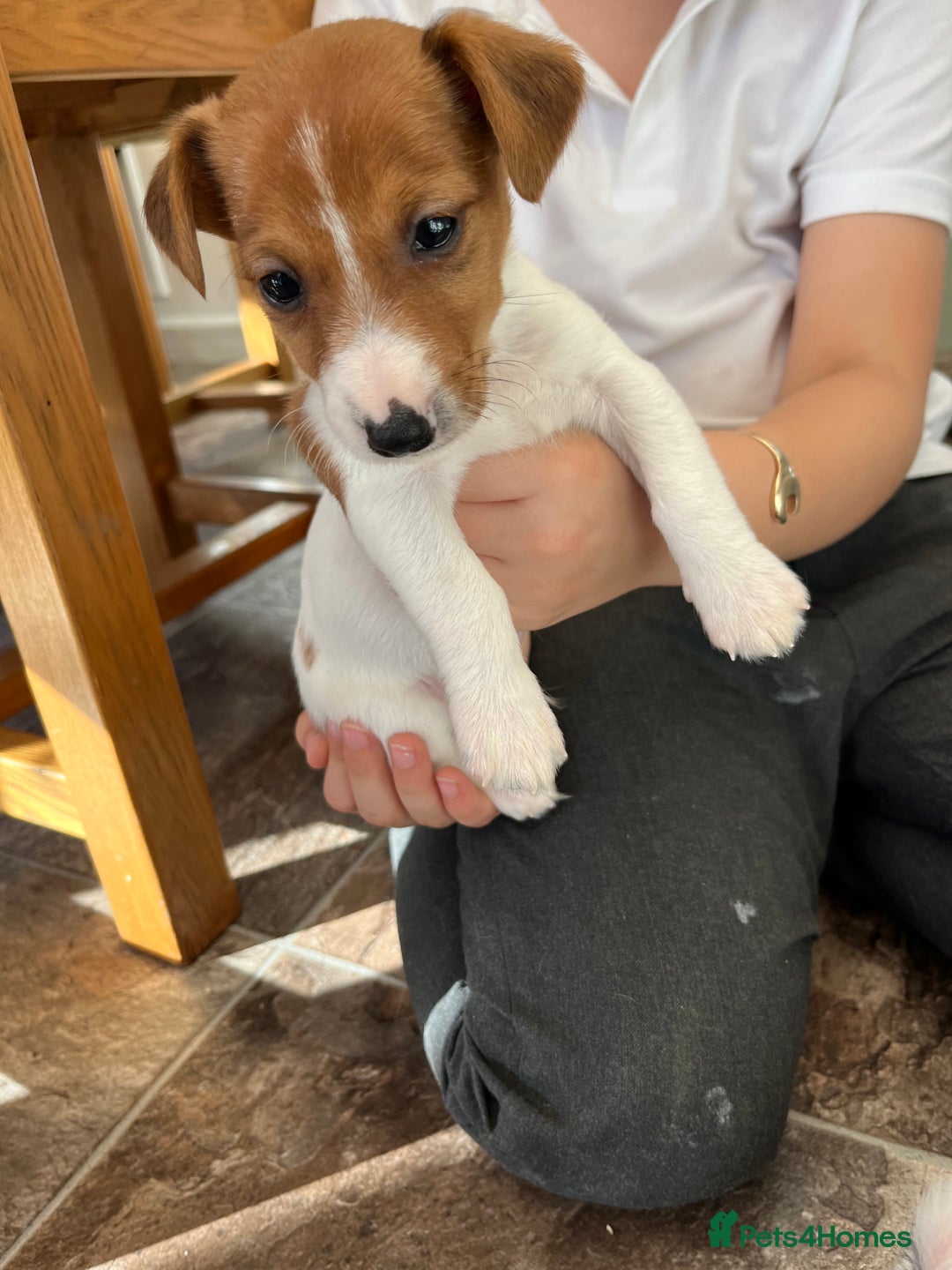 Jack Russell dogs for sale: Stunning little boys and girls - Image 9