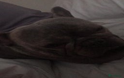 French Bulldog dogs for sale: French bull dog  - Image 2