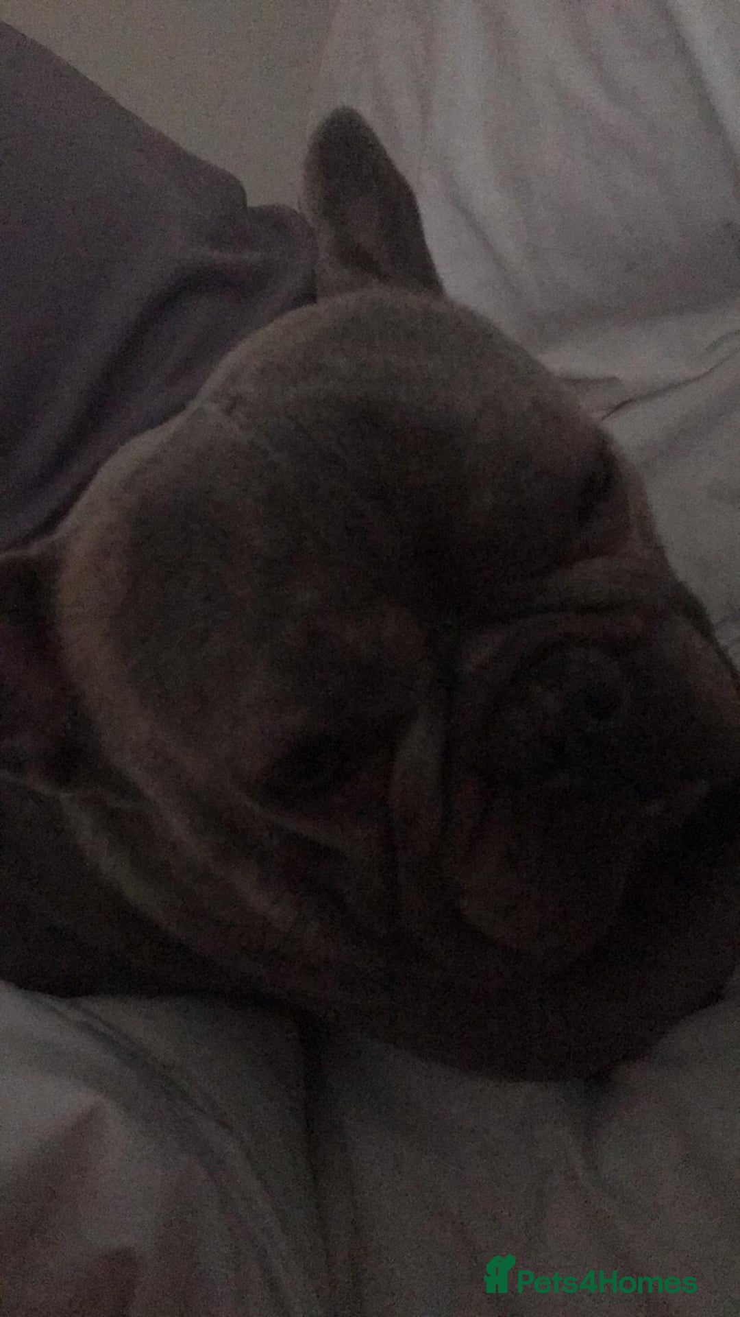 French Bulldog dogs for sale: French bull dog  - Image 2