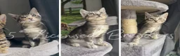 Bengal cats for stud: Silver Bengal Stud 🩶 TICA REG N DNA CLEAR 🌟 - Advert 2