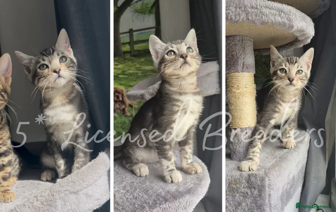 Bengal cats for stud: Silver Bengal Stud 🩶 TICA REG N DNA CLEAR 🌟 - Advert 2
