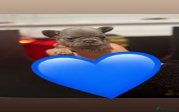 French Bulldog dogs for sale: *FLUFFY FRENCHIE’S* - Image 16