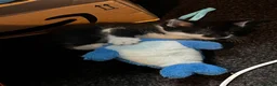 Domestic Shorthair cats for sale: Kittens  - Advert 39