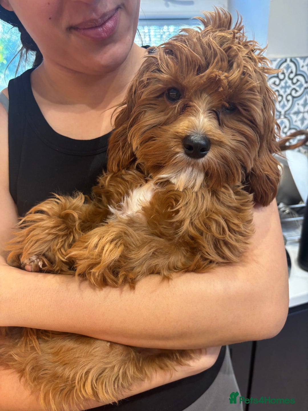 Cavapoo dogs for sale: Six month cavapoo puppy - Advert 9