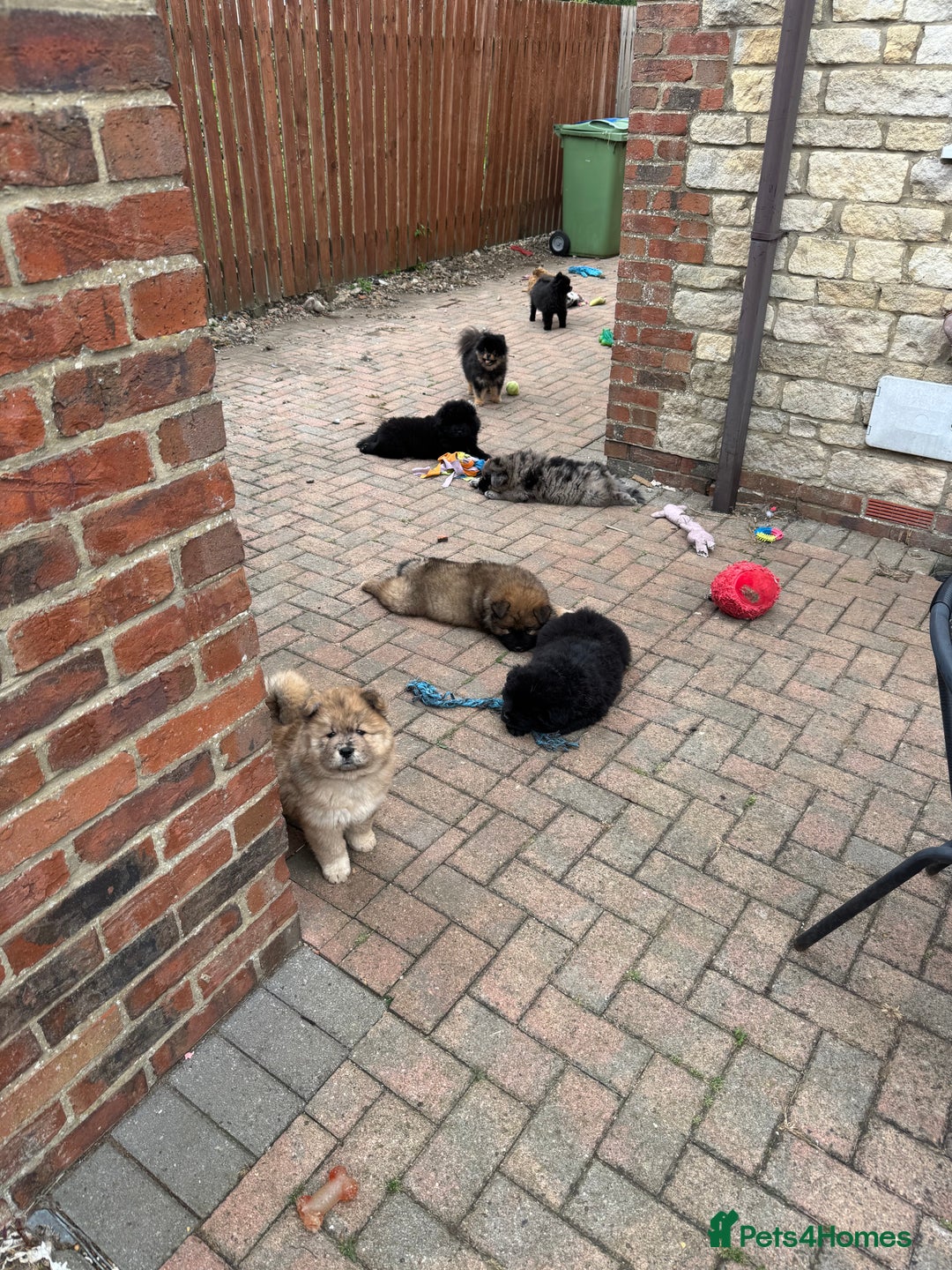 Chow Chow dogs for sale: 🩷🩵🩷Five beautiful girl & boy chow chows 🩵🩷 - Image 26