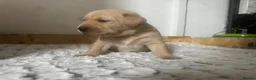 Labrador Retriever dogs for sale: My Labrador Puppys 🐾 - Advert 7
