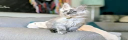 Maine Coon cats for sale: Beautiful Maine coon kittens - Advert 3