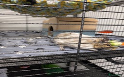 Degus rodents for sale: 2 female Pied Degu, cage/ full set up - Image 1