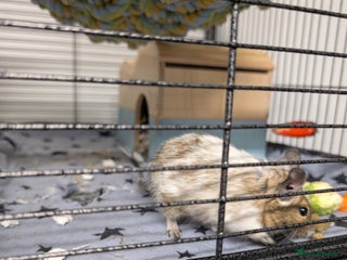 Degus rodents - Advert 36