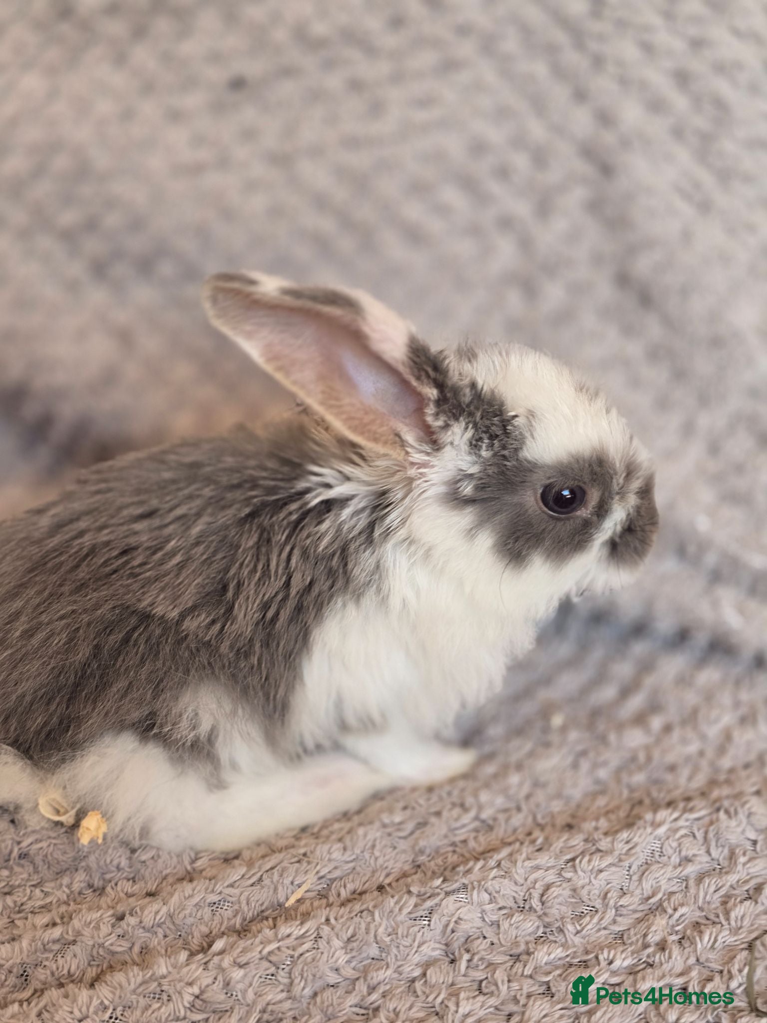 French Lop rabbits Blue Eye Pedigree French Lop - Advert 2