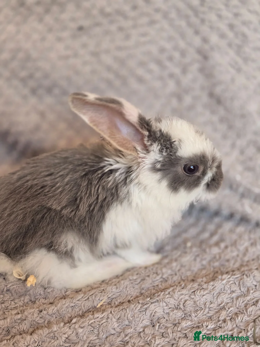French Lop rabbits for sale: Blue Eye Pedigree French Lop - Advert 2