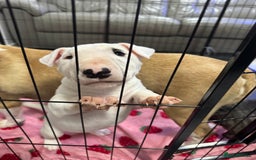 English Bull Terrier dogs for sale: Gorgeous English BullTerrier - Advert 10