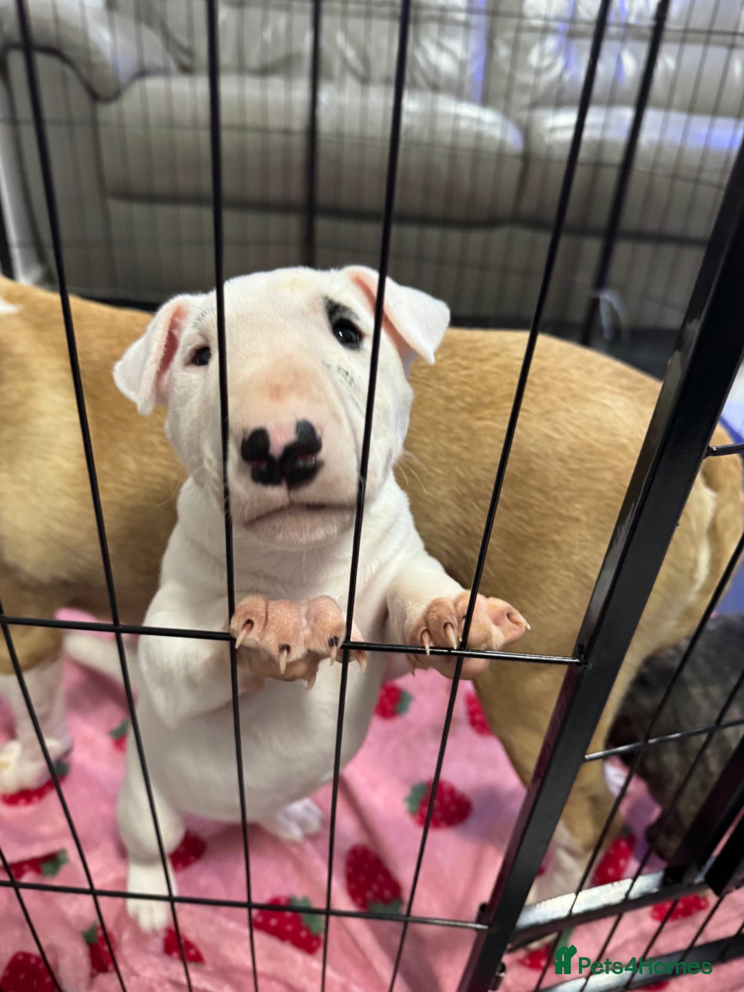 English Bull Terrier dogs for sale: Gorgeous English BullTerrier - Advert 10