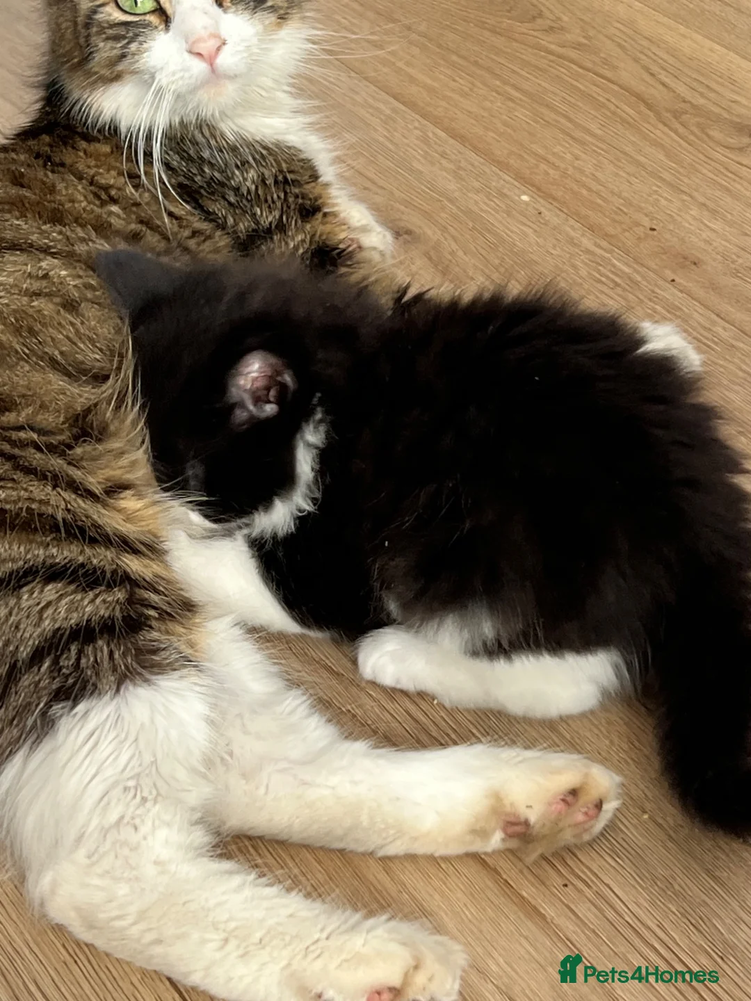 Mixed Breed cats for sale: Kitty for sale  - Advert 6