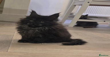 Maine Coon cats - Advert 7