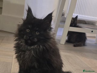 Maine Coon cats - Advert 3