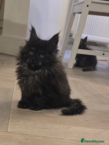 Maine Coon cats - Advert 4