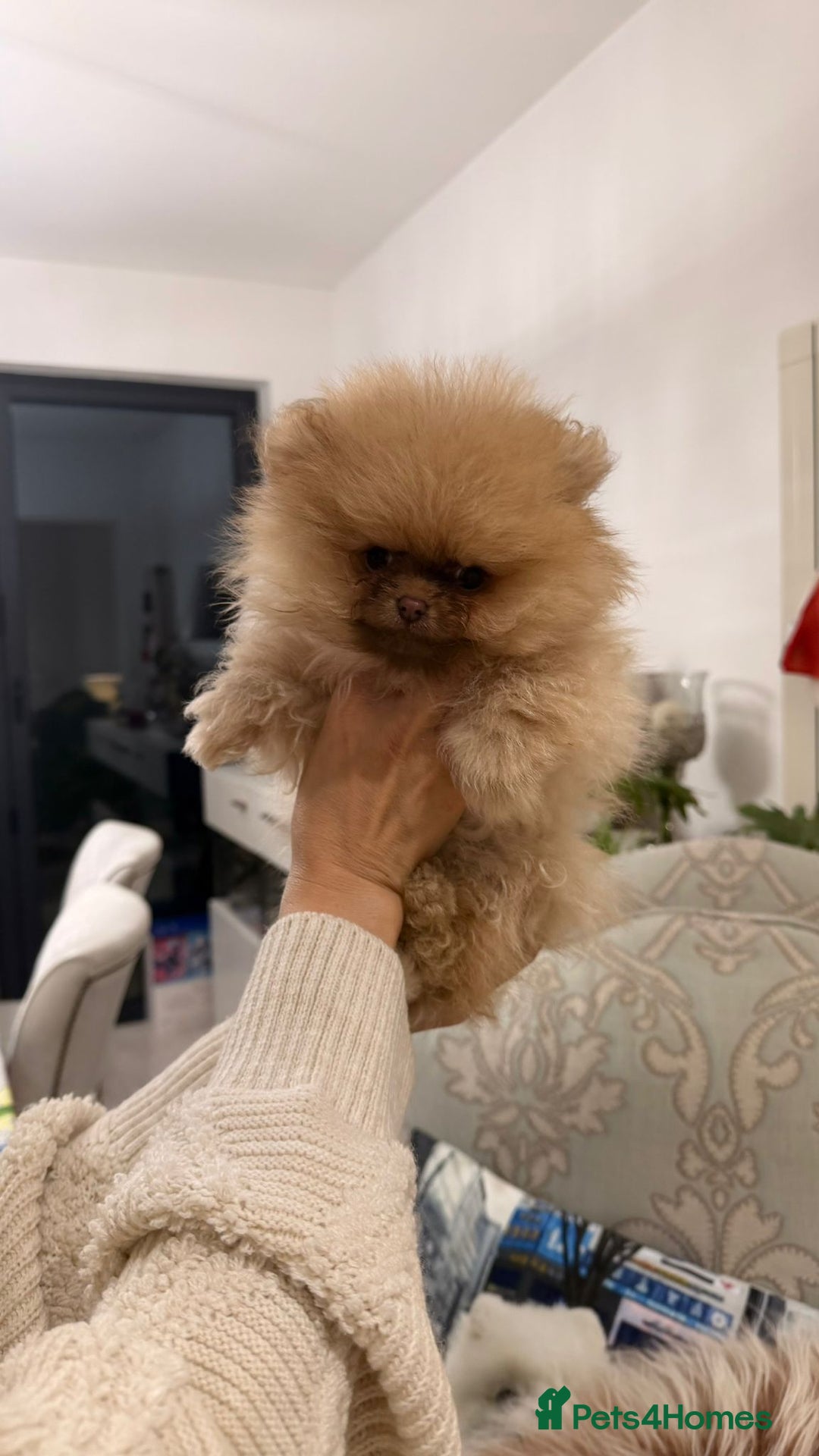 Pomeranian dogs for sale: Stunning littler of KC Pom puppies - Advert 9