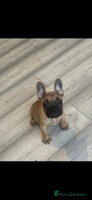 French Bulldog dogs - Advert 2