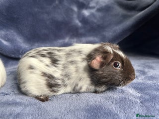 Guinea Pig rodents Dalmation baby Guinea pigs - Advert 7