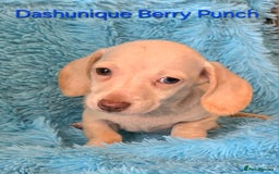 Miniature Dachshund dogs for sale: Rainbow Litter KC REG mini Daxi  - Image 16