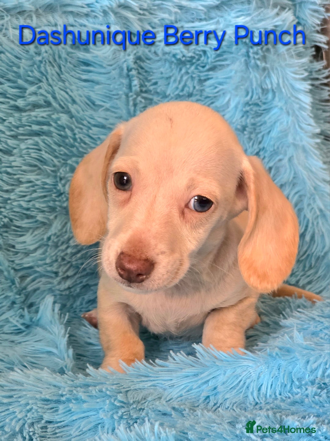 Miniature Dachshund dogs for sale: Rainbow Litter KC REG mini Daxi  - Image 16