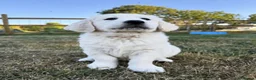 Golden Retriever dogs for stud: GENETICALLY CLEAR 🔥 OUTSTANDING STUD BEAR 🔥 - Advert 19