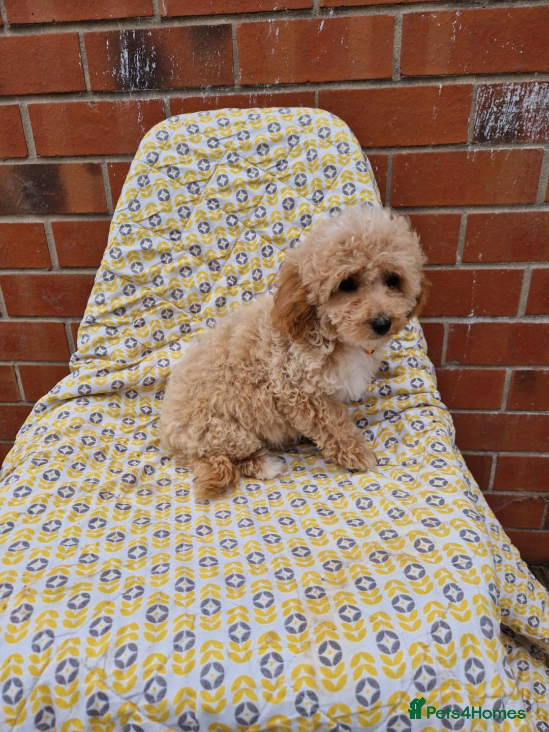 Cockapoo dogs for sale: F1BB Apricot Cockapoo Puppies. - Image 7