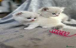 Ragdoll cats for sale: Beautiful Blue Tabby Ragdoll Fur Babies  - Image 17
