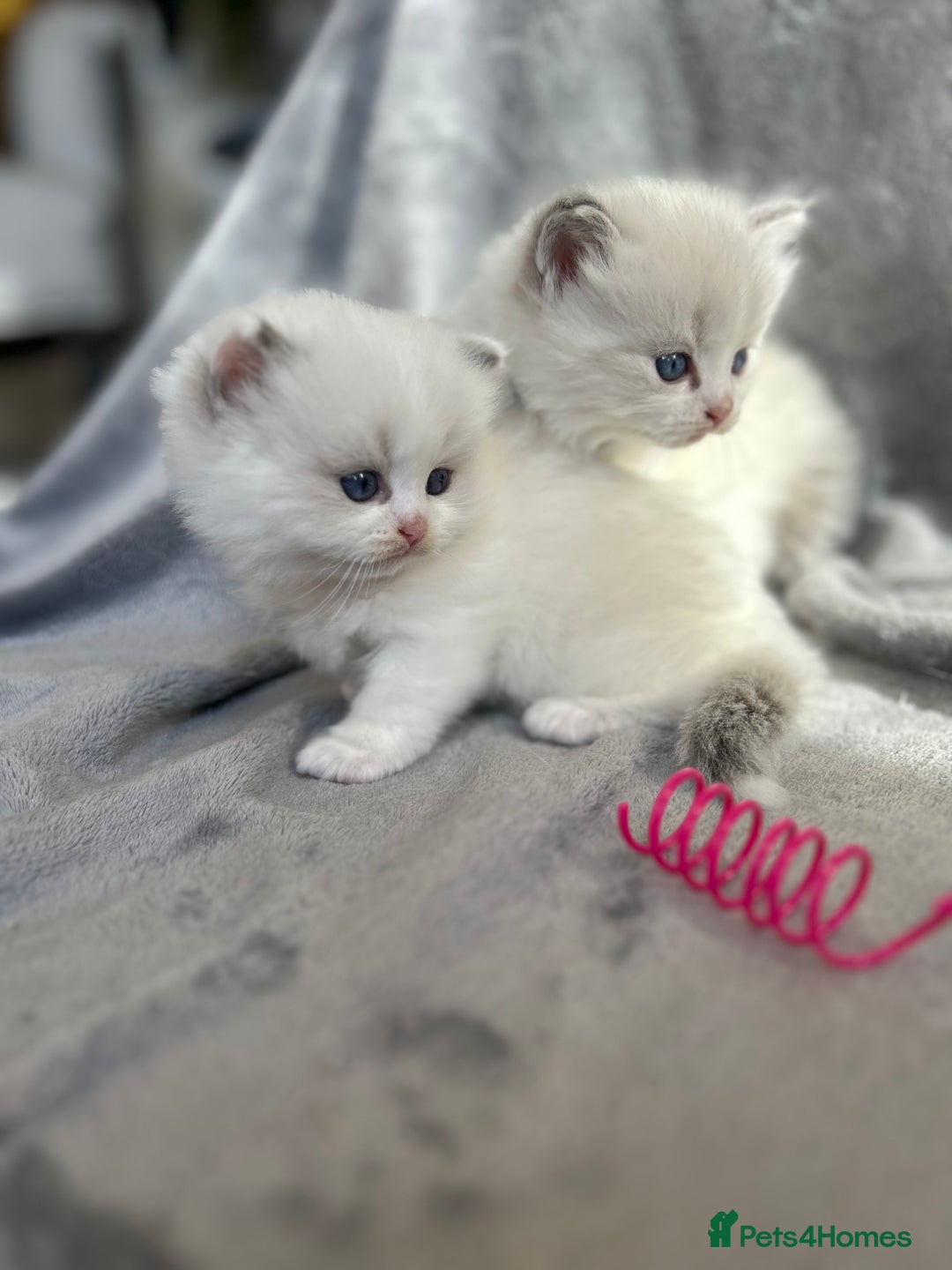 Ragdoll cats for sale: Beautiful Blue Tabby Ragdoll Fur Babies  - Image 17