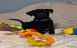 Mixed Breed dogs for sale: Cairndors - Image 4