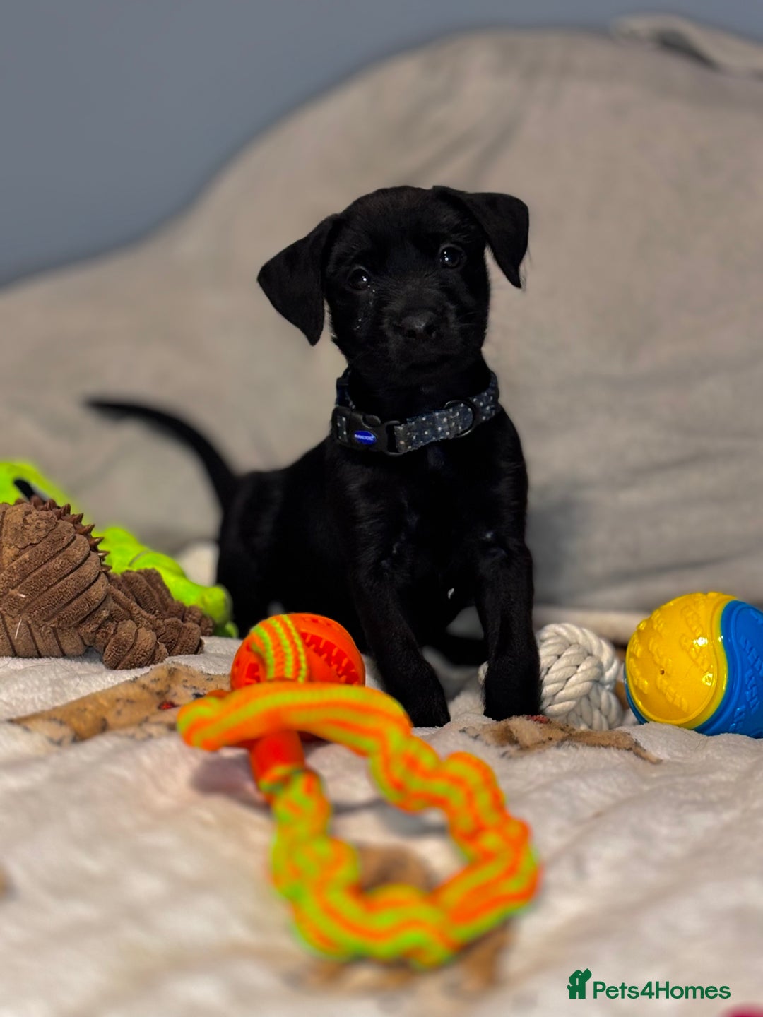 Mixed Breed dogs for sale: Cairndors - Image 4