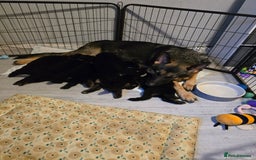 German Shepherd dogs for sale: German shepard pups - Image 1